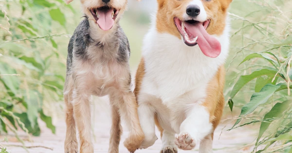 De 50 mest brukte hundenavnene i Norge